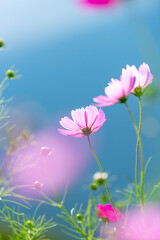 秋の黒姫高原に咲くコスモスの花畑