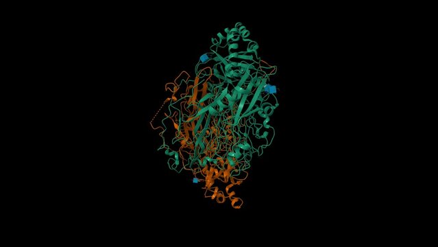 Crystal structure of human vascular adhesion protein-1. Animated 3D cartoon and Gaussian surface models, chain id color scheme,  PDB 1us1, black background