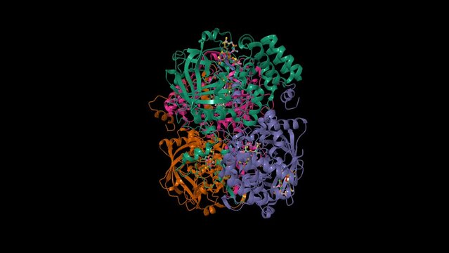 Structure of human erythrocyte catalase. Animated 3D cartoon and Gaussian surface models, chain id color scheme,  PDB 1dgg, black background