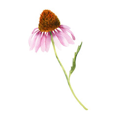 Watercolor pink echinacea flowers isolated. Hand painted illustration with elegant garden pink daisies flowers to design invitations, postcards and other print