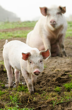 piglets and their mother in the wild on a sustainable organic farm