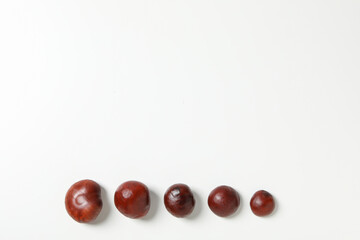 Fresh chestnut fruits on a white background