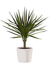 Dracaena in a pot, Vector cartoon style, houseplant, Ornamental plant