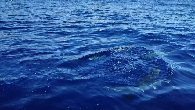 calm dolphins swimming close