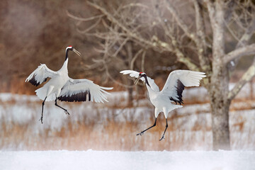 Pair of Red-crowned crane, Grus japonensis, walking in the snow, Hokkaido, Japan. Beautiful bird in the nature habitat. Wildlife scene from nature. Crane with snow in the cold forest. Animal behaviour