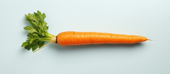 Orange carrot on isolated pastel background Copy space