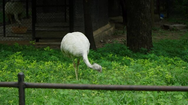 long veiw of white emu ates plants in the zoo
