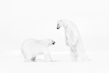 Foto op Canvas Art wildllife. Black and white art photo of two polar bears fighting on drifting ice in Arctic Svalbard. Animal fight in white snow. © ondrejprosicky