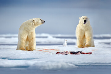 Wildlife Svalbard, Norway. Bears with carcass fur coat skin, wildlife nature. Carcass blue sky and...