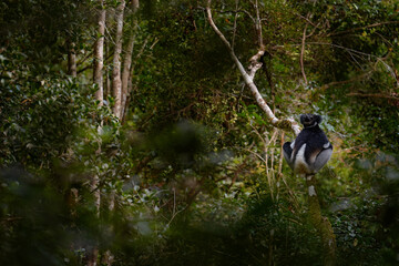Naklejka na ściany i meble Madagascar tropic forest, indri lemur in the nature habitat. Andasibe Mantadia NP in Madagascar. Sifaka on the tree, dark tropic vegetation, black grey indri lemur.