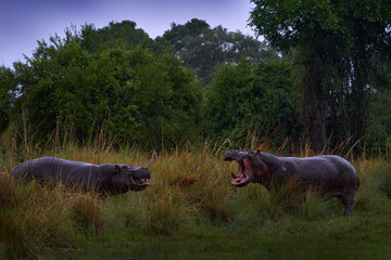 Hippo fight, Two big animals in the green grass, Okavango delta, Botswana in Africa. Hippo open muzzle, green forest vegetation.
