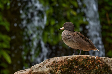Argentina wildlife. Yellow-billed teal, Anas flavirostris, South American species of duck. Water bird with waterfall in the green forest vegetation. Yellow-billed teal duck in the nature habitat.