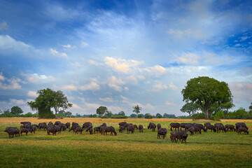 Africa wildlife, buffalo herd in Okavango delta. Sunny day with clouds on blue sky, savannah in Botswana. African Buffalo, Cyncerus cafer, in the nature habitat. Landscape, big animal herd in Africa.