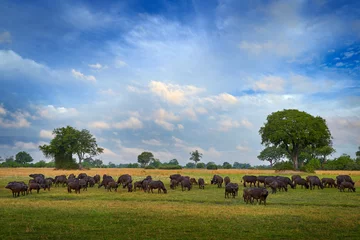 Photo sur Plexiglas Parc national du Cap Le Grand, Australie occidentale Africa wildlife, buffalo herd in Okavango delta. Sunny day with clouds on blue sky, savannah in Botswana. African Buffalo, Cyncerus cafer, in the nature habitat. Landscape, big animal herd in Africa.