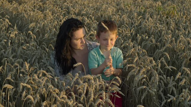 A mother and her son work in a wheat field. The concept of family and love, happiness, growing grain by farmers in agro fields. High quality 4k footage