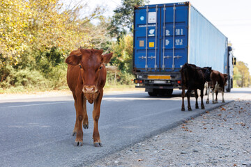 Cows along the paved road, the carriageway. Dangerous road for drivers - obrazy, fototapety, plakaty
