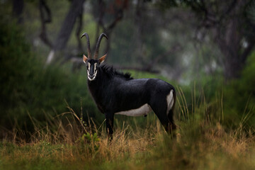 Sable antelope, Hippotragus niger, savanna antelope found in Botswana in Africa. Okavango delta antelope. Detail portrait of antelope, head with big ears and antlers. Wildlife in Africa. - obrazy, fototapety, plakaty