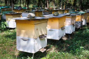 Wooden boxes for apiaries or boxes for beehives for beekeeping and collecting honey in a blooming field