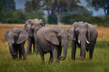 Elephant in the grass, beautiful evening light. Wildlife scene from nature, elephant in the habitat, Moremi, Okavango delta, Botswana, Africa. Green wet season, blue sky with clouds. African safari. - 654161577