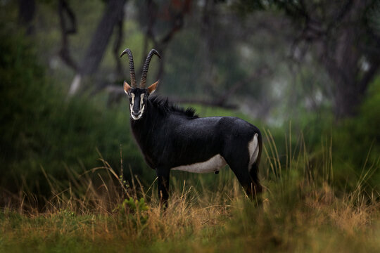 Sable antelope, Hippotragus niger, savanna antelope found in Botswana in Africa. Okavango delta antelope. Detail portrait of antelope, head with big ears and antlers. Wildlife in Africa.
