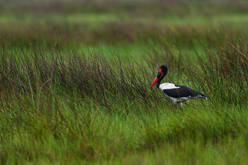 Birdwatching in Africa. Okavango delta bird. Saddle-billed stork, or saddlebill, in nature habitat. Bird in the green grass during rain, Okavango delta, Botswana in Africa. Wildlife nature.