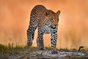 Leopard golden grass sunset, Savuti, Chobe NP, in Botswana, Africa. Big spotted cat in the wild nature. Wildlife Botswana. Wild leopard walk in long gold grass, hot day in Africa.