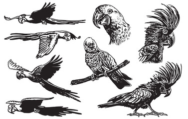 Graphical set of  parrots isolated on white,vector element of bird.Ink pen parrots,ornithology