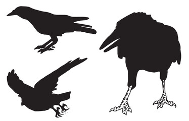 Ink pen vector  set of silhouettes of crows isolated on white background. Elements for design,tattoo and printing	