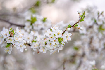Cherry blossom branch in the garden in spring
