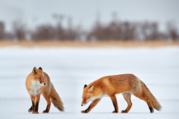 Red fox in white snow. Cold winter with orange furry fox, Japan. Beautiful orange coat animal in nature. Detail close-up portrait of nice mammal.