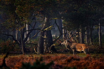 Red deer, rutting season, Hoge Veluwe,  Netherlands. Wildlife scene from nature. Heath Moorland,...