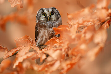 Fototapeta Autumn forest wildlife. Owl, detail portrait of bird in the nature habitat, Germany. Fall wood in orange, Bird hidden in the orange leaves. Boreal owl with big yellow eyes in the autumn forest. obraz