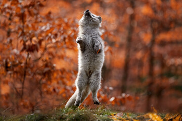 Forest wildlife. Cute jump Arctic Fox, Vulpes lagopus, at orange autumn forest leaves. Wildlife...