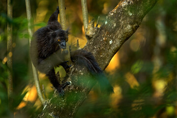 Black lemur, Eulemur macaco, face detail portrait with yellow eye. Red brown monkey on the tree, nature habitat in the green forest. Lemur in green. Park Nosy be Island in Madagascar.