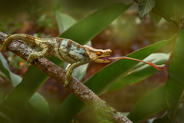 Panther chameleon catch insect on tree branch, Furcifer pardalis, sitting on the in the nature habitat, Ranomafana NP. Endemic Lizard from Madagascar. Chameleon in the night, Africa, food tongue.