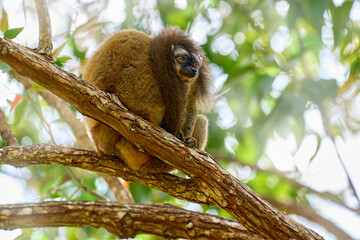 common brown lemurEulemur fulvus, Andasibe Mantadia NP, Madagascar. Grey brown monkey on tree, in the forest habitat, Endemic i Madagascar. Wildlife nature. © ondrejprosicky