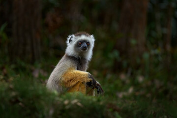 Diademed sifaka, Propithecus diadema, monkey in green grass forest in Andasibe Mantadia NP, Madagascar. Lemur in the nature habitat. Sifaka on the tree, sunny day. Wildlife Madagascar, lemur on tree. © ondrejprosicky