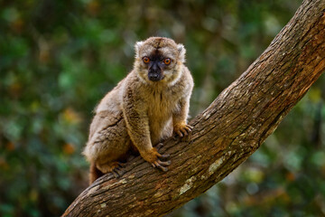common brown lemurEulemur fulvus, Andasibe Mantadia NP, Madagascar. Grey brown monkey on tree, in the forest habitat, Endemic i Madagascar. Wildlife nature.