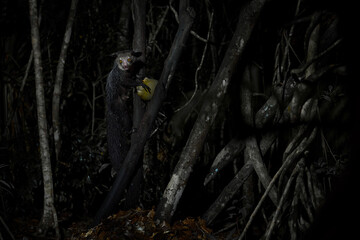 Aye-aye, Daubentonia madagascariensis, night animal in Madagascar. Rare endemic monkey lemur. Aye-aye nocturnal lemur monkey in the nature habitat, coast forest in Madagascar, widllife nature. - obrazy, fototapety, plakaty
