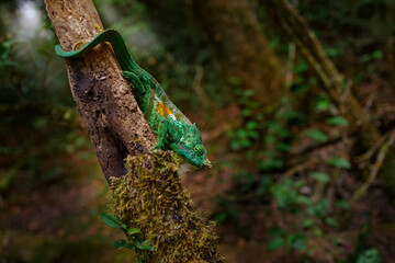 Chameleon in the forest habitat, wide angle lens. Parson's chameleon, Calumma parsonii lizard family Chamaeleonidae, Andasibe Manadia National Park. Endemic animal in Madagascar. Reptile with trees, © ondrejprosicky