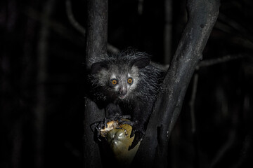 Aye-aye, Daubentonia madagascariensis, night animal in Madagascar. Aye-aye nocturnal lemur monkey in the nature habitat, coast forest in Madagascar, widllife nature. Rare endemic - 654166958