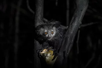 Tuinposter Aye-aye, Daubentonia madagascariensis, night animal in Madagascar. Aye-aye nocturnal lemur monkey in the nature habitat, coast forest in Madagascar, widllife nature. Rare endemic © ondrejprosicky