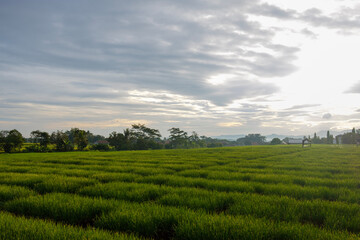 rice fields that are still cool in the morning and beautiful 