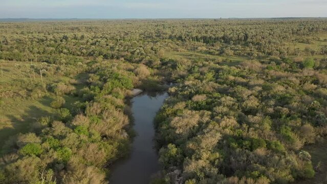 EL Palmar, arroyo de las cotorras, aerial pull back, golden hour over the palm trees and the river, Entre R&iacute;os, Argentina, National park. Wild nature, jurassic landscape.