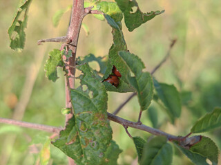 Zwei Marienkäfer in einem Blatt 