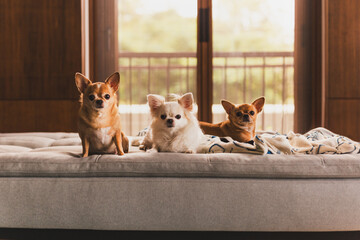 Gorup of Chihuahua dogs lying on a couch in at home.