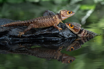 A pair of Red-eyed Crocodile Skink (Tribolonotus gracilis).