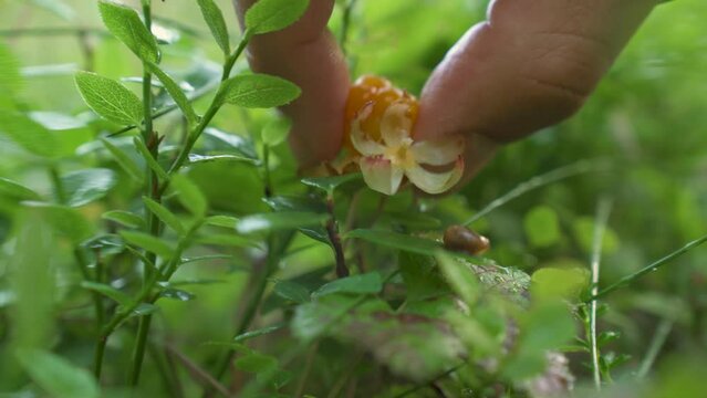 Close Up Of A Person's Hand Picking Fresh Cloudberries in Norway.