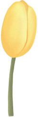Tulip Watercolor PNG paper texture
