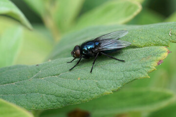 Closeup on a rarely photographed dark colored Blackbottle or Northern Blowfly, Protophormia terraenovae on a green leaf